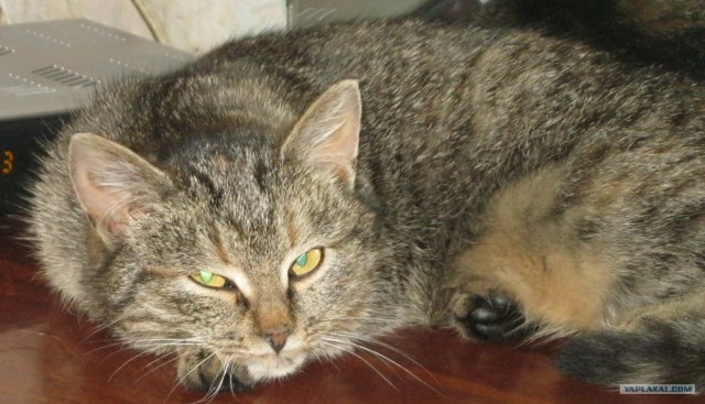 Новогодний Котовторник 01.01.2013