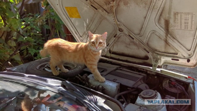 Правильный кот пользуется унитазом, а не лотком