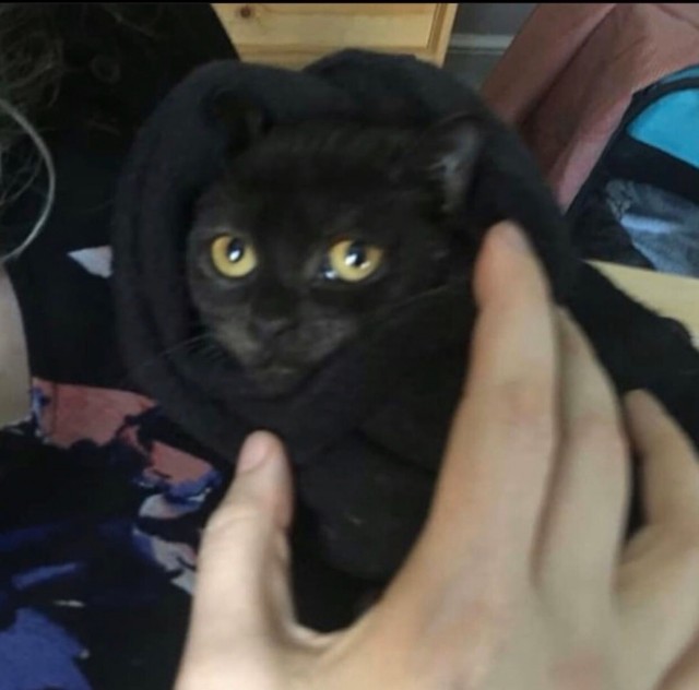 Забавные картинки с котами из сети