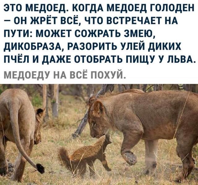 Алкопост! В картинках