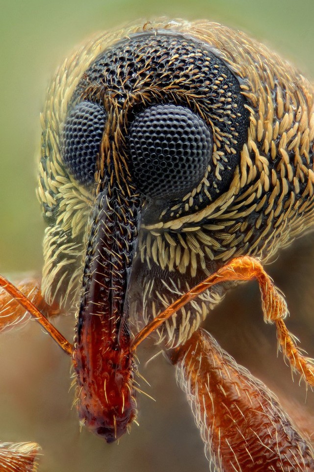 Морда комара крупным планом