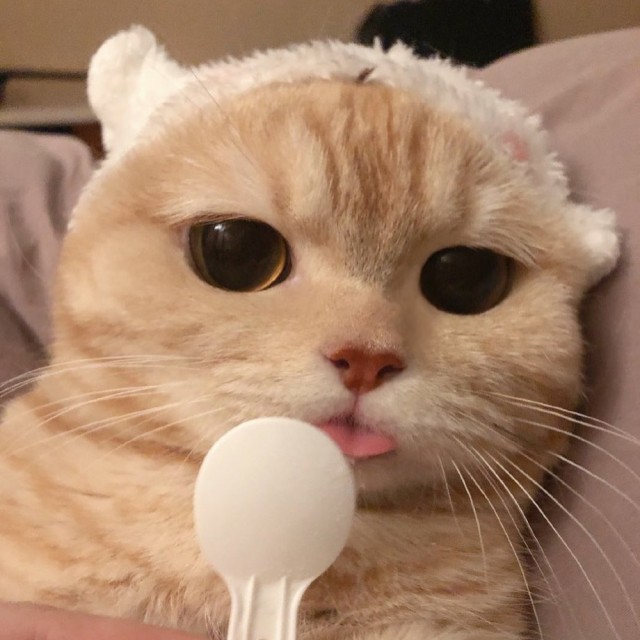 Коты из сети