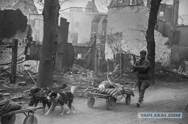 Фотографии периода второй мировой