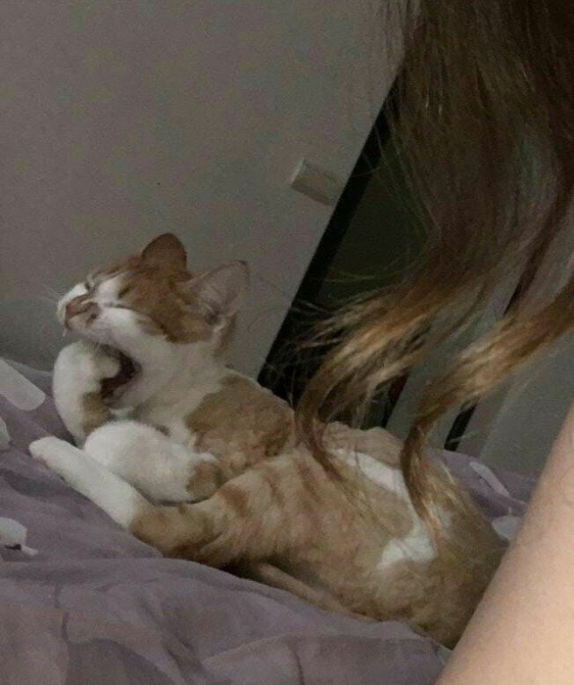 Эти забавные животные
