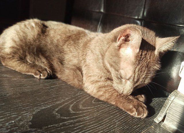 Котейки и солнышко