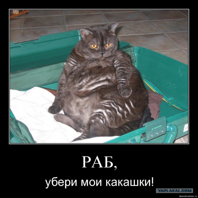 Хватай Котов!