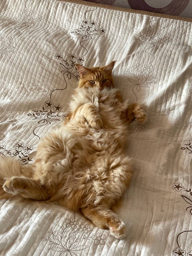 Последний котовторник лета