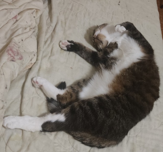 Вторник. Котэ. Пора