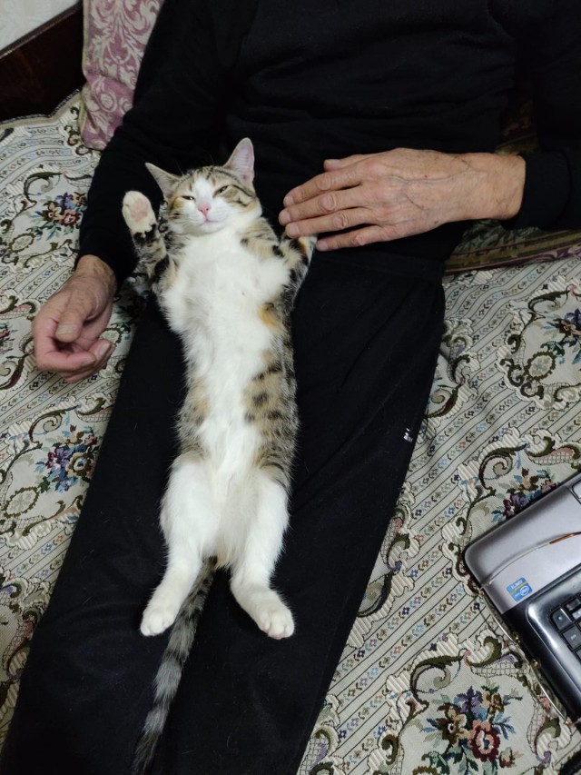 Котовторник 21.12.21