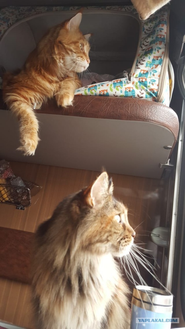 Котовторник 25.01.22
