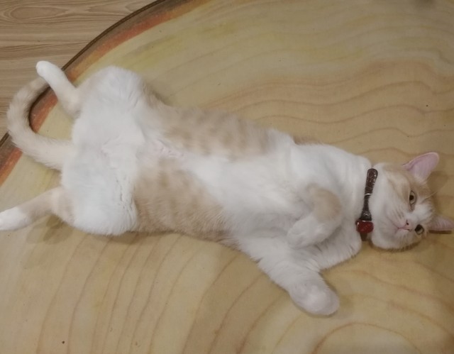 Ну, поехали в котоввторник!