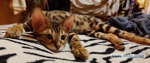 А это мой котан к котовторнику