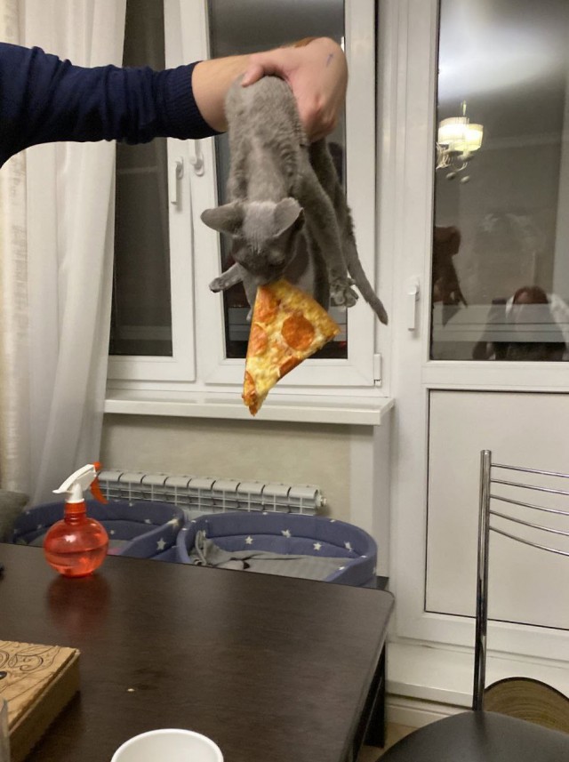 Котоюмор на ЯП. Веселые кото-картинки!