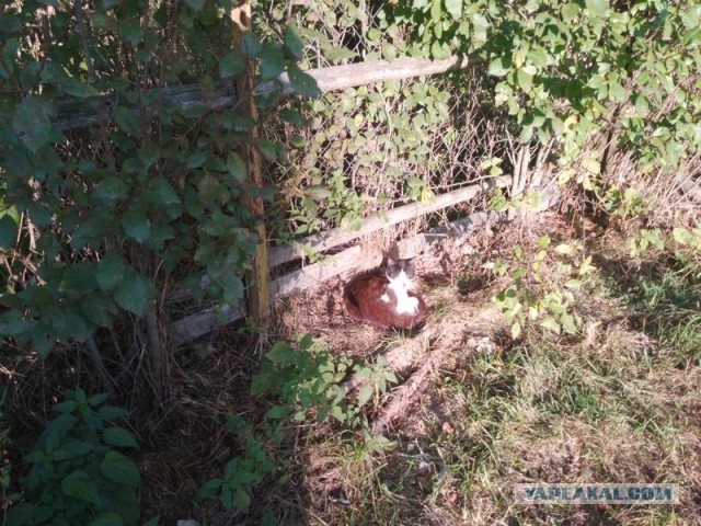 Жизнь домашнего приюта для котеек 465