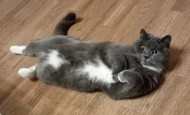 С котовторником ЯПовцы