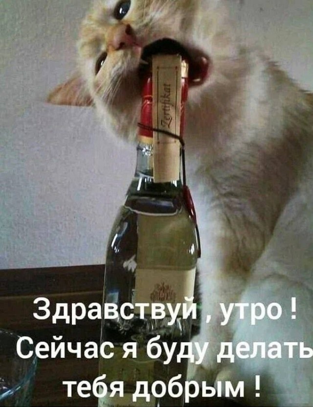 Тлидцать тли от 8 февраля