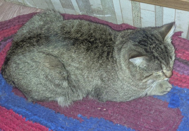 Эталон Яповского кота