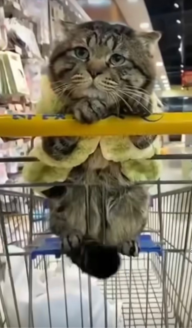 День уважения кошки