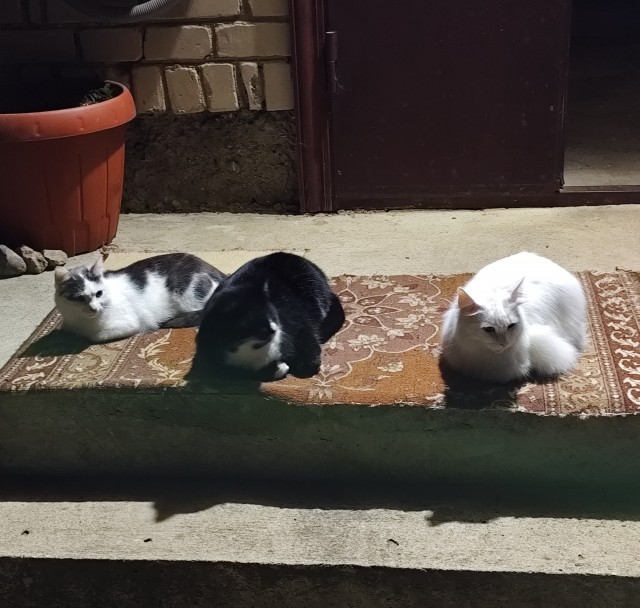 Котовторник