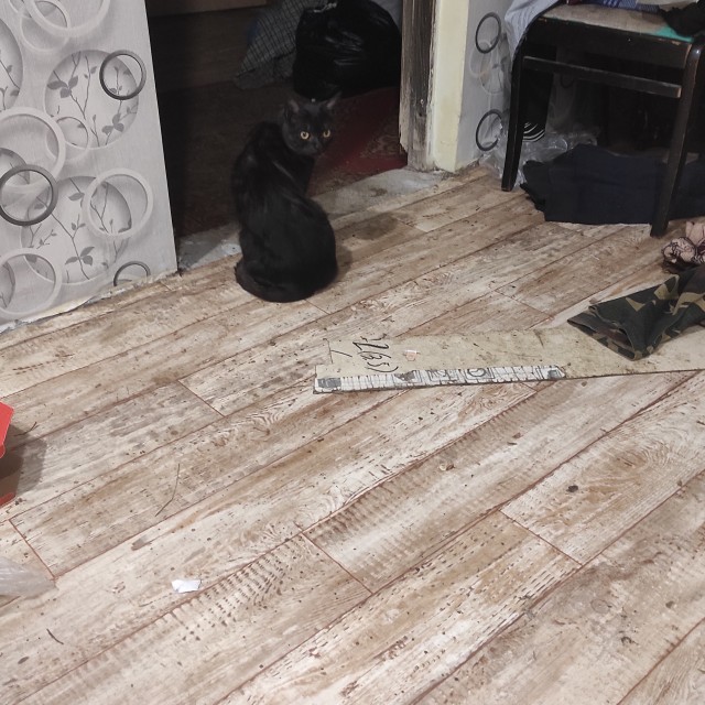 Жизнь с котом в одной картинке