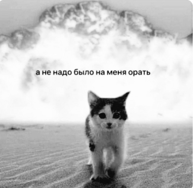 Котовторник в картинках