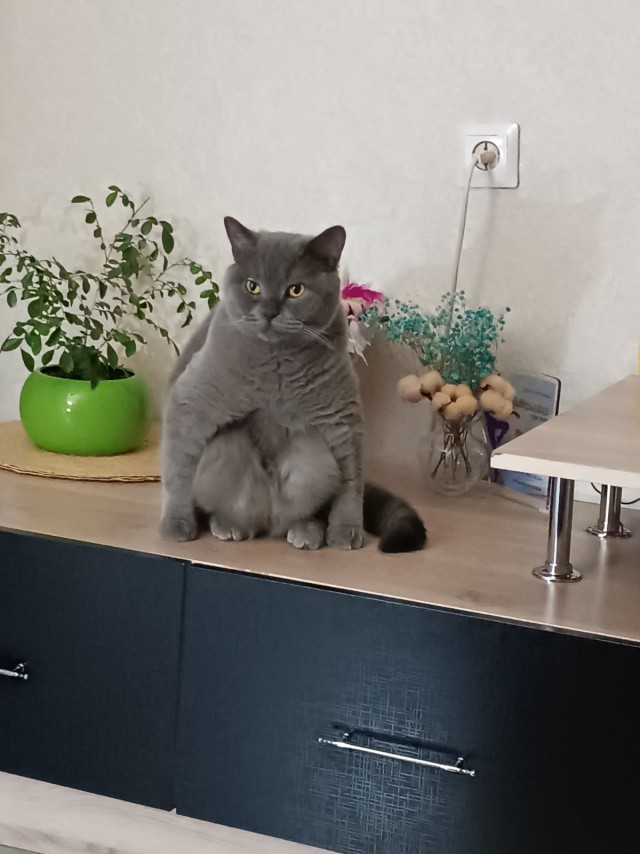 Нефотогеничный кот