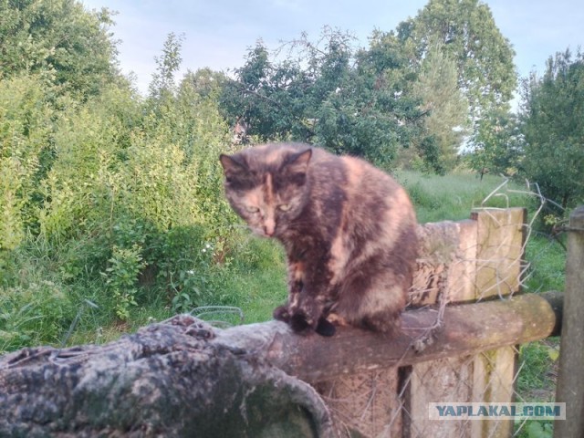 Жизнь домашнего приюта для котеек 547