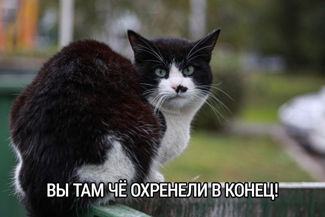 Дума подготовила запрет кормить животных возле многоквартирных домов