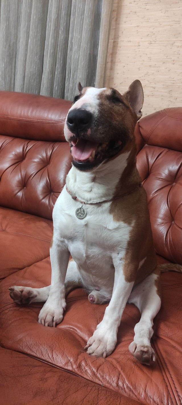 Собакочетверг!