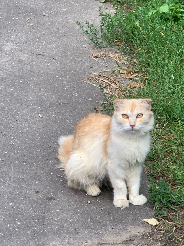 Осенний кот
