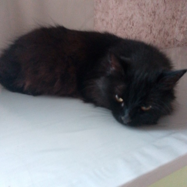 Котовторник. Где коты? Мой вот!