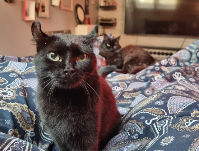 Кот мейн-кун, о котором не заботились