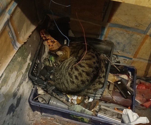 Коты могут спать буквально где угодно