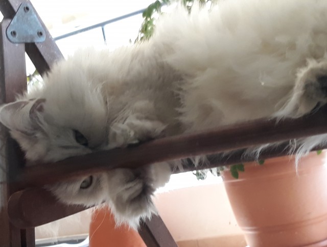 Бааарсик)