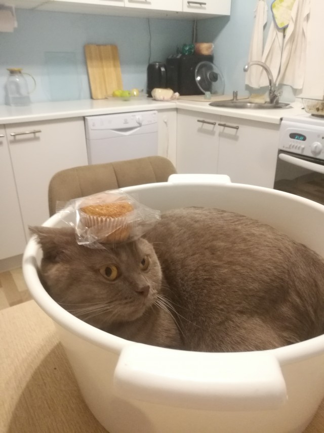 Тазик наше всё