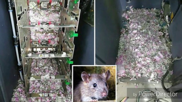 Стая крыс захватила больничную палату  с пациентами в Индии