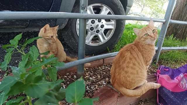 Уличные кошки в Албании