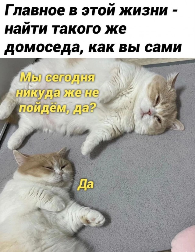 Котямбосы