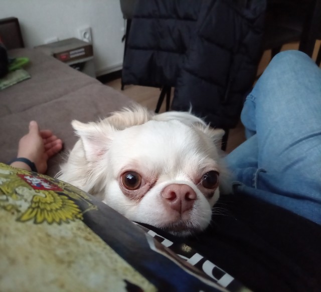 Собакочетверг же, но кошку из фото не выкинешь