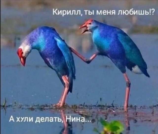 Картинки для деградации 199 (разной степени свежести)