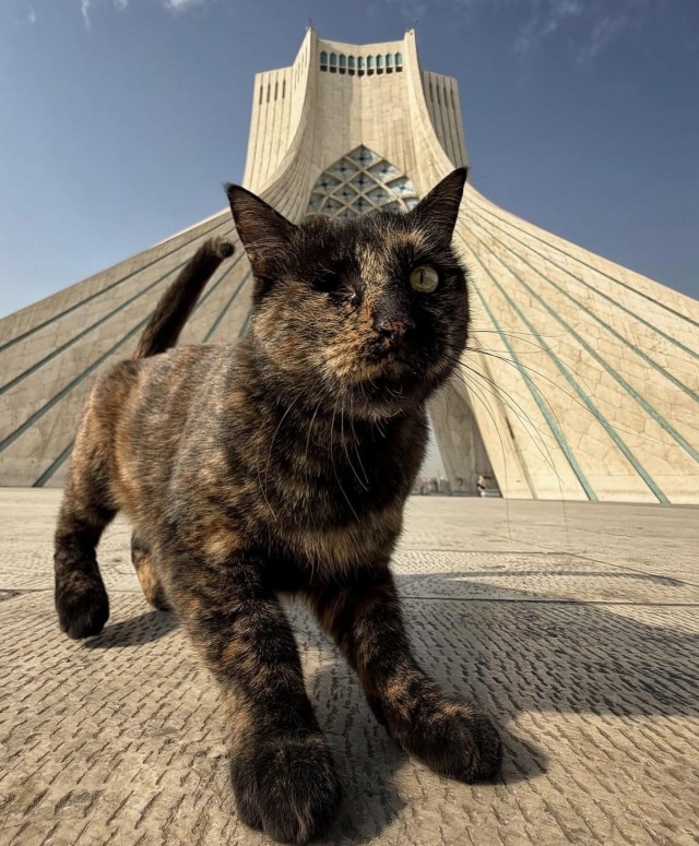 Уличные кошки Ирана