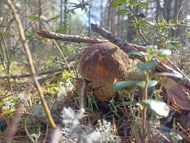 Грибы