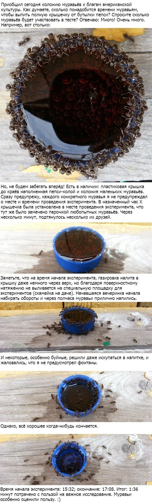 Муравьи VS Pepsi