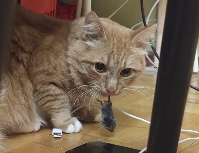 Котовторник 29.09.2026