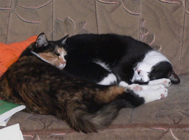 Котейка, который не знает как лежат котейки