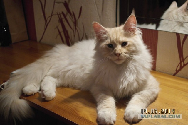 Котовторник 20.05.2014