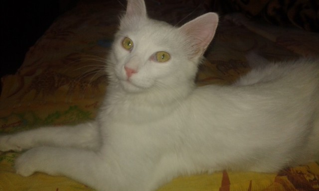 Котовторник 02.09.2014