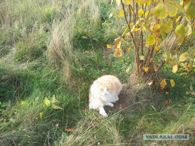 Жизнь домашнего приюта для котеек 30