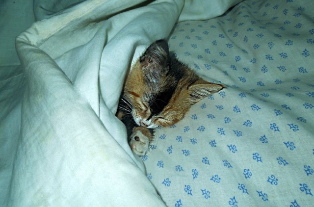Котовторник 11.11.2014