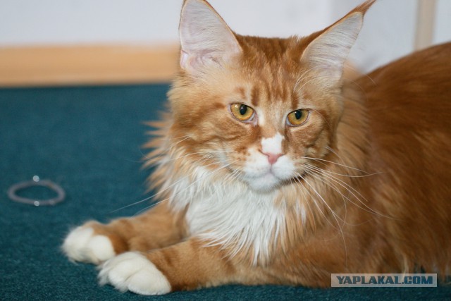 Котовторник 2.12.14